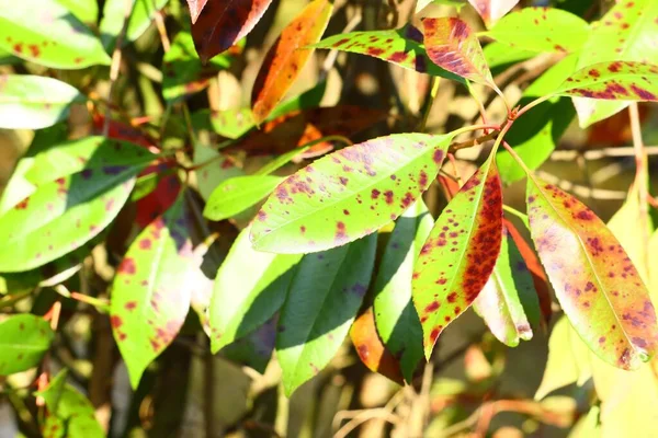 Tiro Close Uma Planta Com Partes Secas Nela — Fotografia de Stock