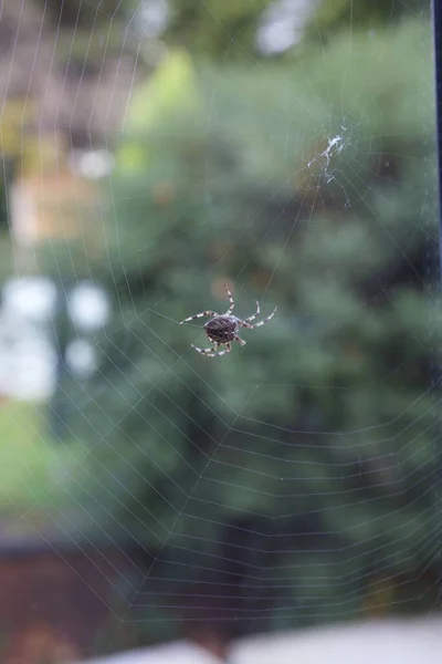 Primer Plano Una Araña Con Las Piernas Rayadas Girando Una — Foto de Stock