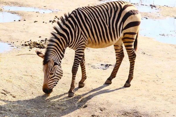 Ein Grasendes Zebra Das Tagsüber Von Wasser Umgeben Ist — Stockfoto
