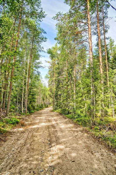 Tiro Vertical Uma Estrada Terra Meio Uma Floresta Com Árvores — Fotografia de Stock