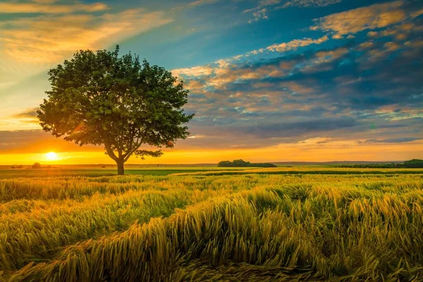 Gran Ángulo Disparo Solo Árbol Creciendo Bajo Cielo Nublado Durante — Foto de Stock