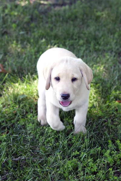 Close Vertical Filhote Cachorro Bonito Labrador Retriever Amarelo Brincando Gramado — Fotografia de Stock