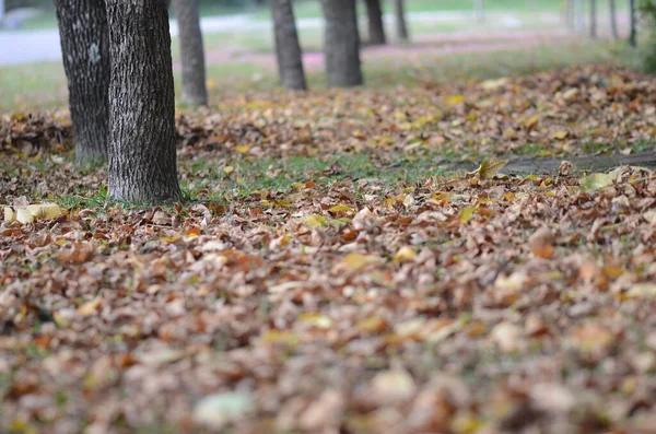 Selective Focus Shot Dry Leaves Ground Blurred Background — Stock Photo, Image