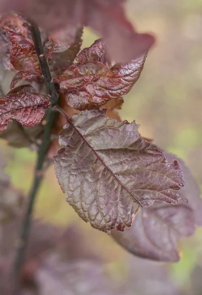 Vertical Closeup Shot Red Leaves Tree Blurred Background — Stock Photo, Image