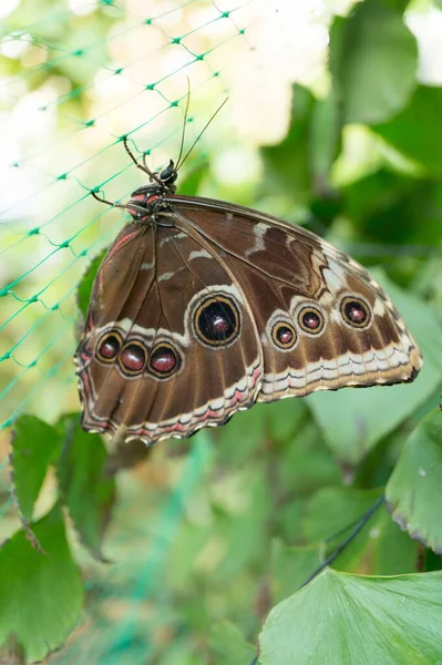 Ένα Κοντινό Πλάνο Μιας Πεταλούδας Ένα Θολό Φόντο — Φωτογραφία Αρχείου