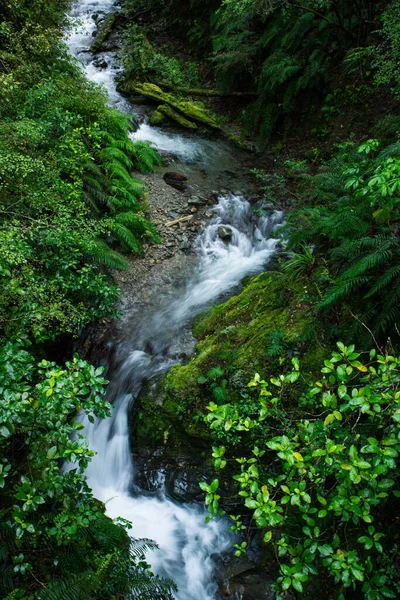 Vertical Shot Water Stream Forest Lush Nature — Stock Photo, Image