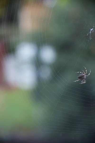 Closeup Shot Spider Striped Legs Spinning Web Blurry Greenery Background — Stock Photo, Image