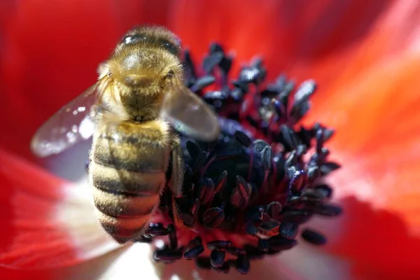 Plan Rapproché Une Abeille Assise Sur Une Fleur — Photo