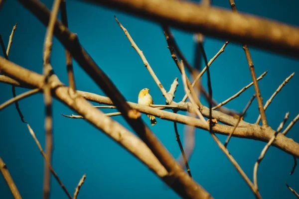 Tiro Ángulo Bajo Lindo Pájaro Amarillo Descansando Rama Con Cielo — Foto de Stock