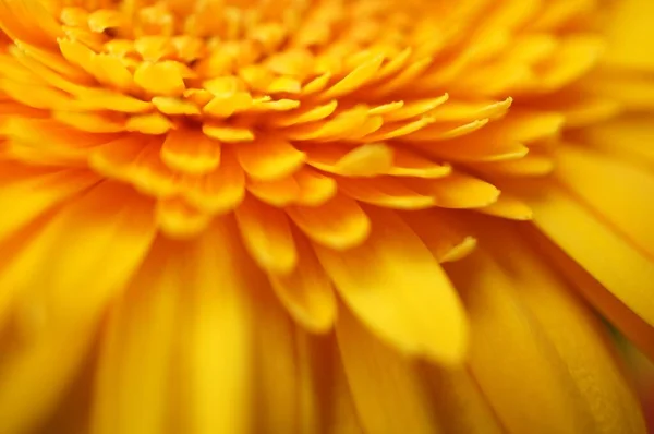 Eine Nahaufnahme Einer Schönen Gelbblättrigen Afrikanischen Gänseblümchenblume — Stockfoto