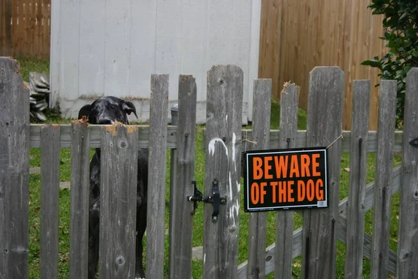 Черная Собака Смотрит Через Деревянный Забор Вывеской Берегись Собаки — стоковое фото