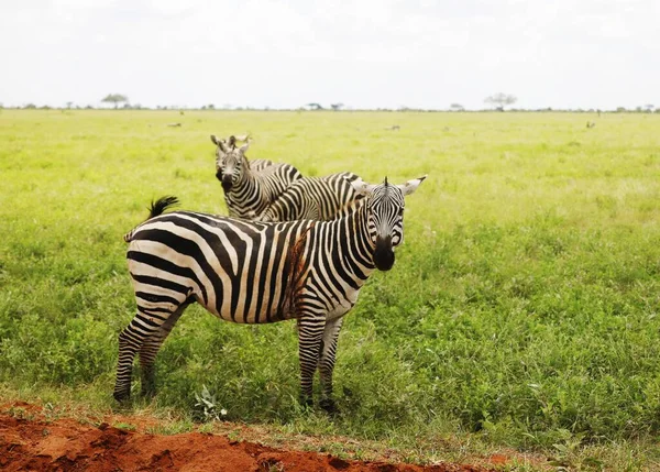 Group Zebras Grazing Tsavo East National Park Kenya Africa — Stock Photo, Image