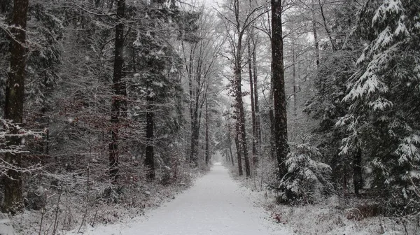 Sentiero Una Foresta Circondata Alberi Ricoperti Neve Durante Giorno Inverno — Foto Stock