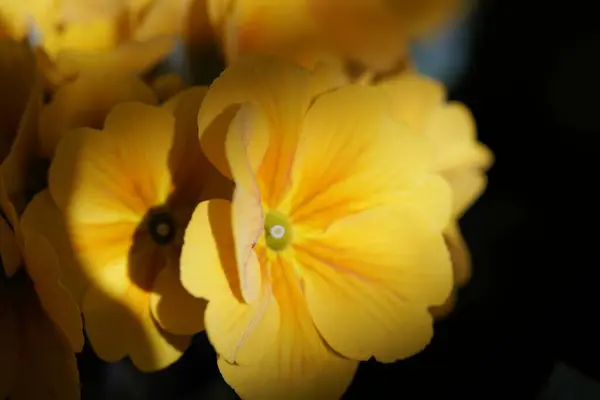 Eine Nahaufnahme Einer Gelben Blume Mit Staubgefäßen — Stockfoto