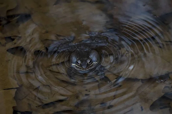 池で泳ぐカエルのクローズアップショット — ストック写真