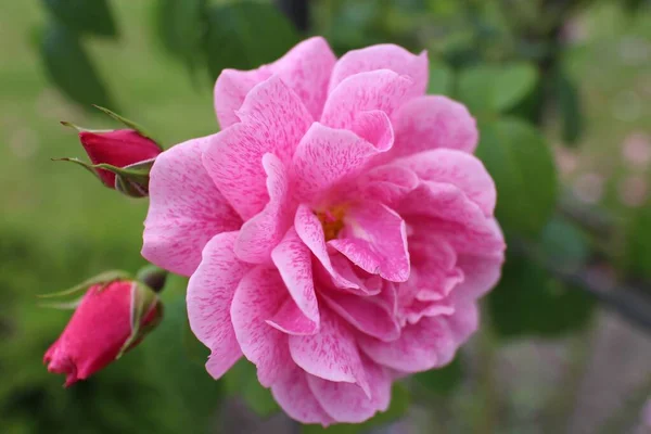 Primer Plano Una Camelia Jardín Bajo Luz Del Sol Con — Foto de Stock