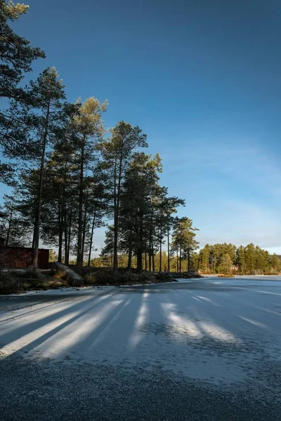 Vertical Shot Frozen Lake Surrounded Trees Sunny Day — Stock Photo, Image