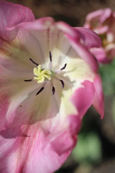 Närbild Den Rosa Blommande Blomman Trädgården Solig Dag — Stockfoto