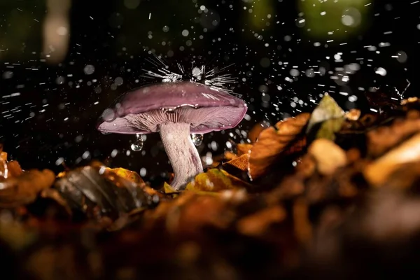 Closeup Shot Wild Mushroom Pouring Rain Growing Forest Surrounded Leaves — Stock Photo, Image