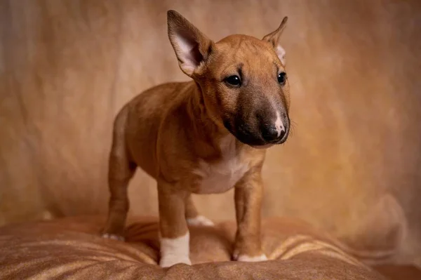 Eine Studioaufnahme Eines Stehenden Braunen Miniatur Bullterrier Welpen Vor Braunem — Stockfoto