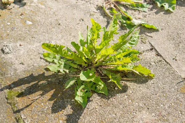 アスファルトの地面に生えている小さな野生植物の高角度のクローズアップショット — ストック写真