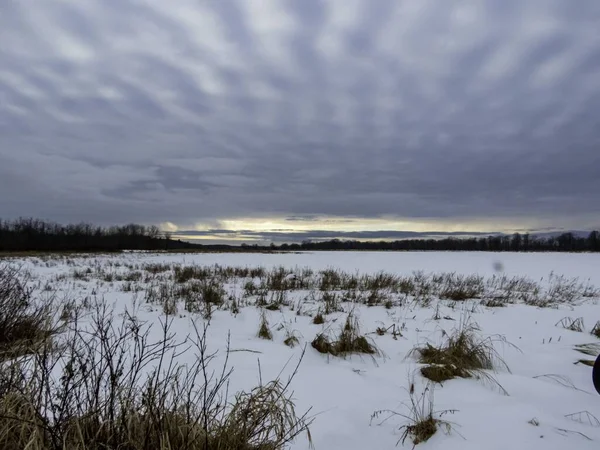 Зимовий Пейзаж Голою Деревиною Травою Снігом Вкритий Землею Орлеані Онтаріо — стокове фото