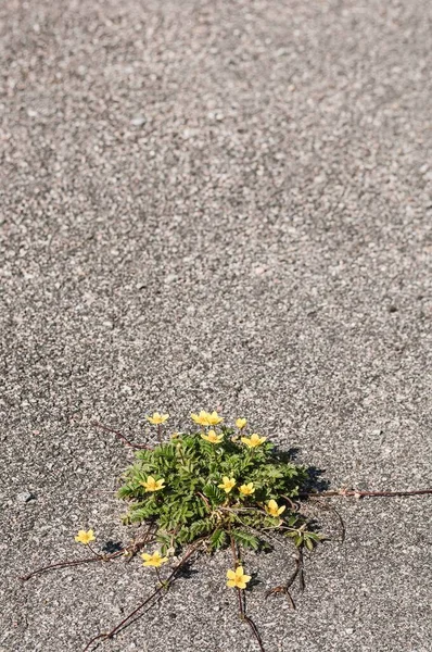 地面に緑色の葉を持つ小さな黄色の花の垂直ショット — ストック写真