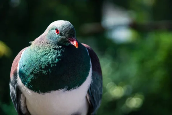 Detailní Záběr Krásného Jedinečného Ptáka Sedícího Pod Tropickými Listy — Stock fotografie