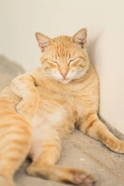 Katt Med Ljusbrun Randig Päls Framför Vit Vägg — Stockfoto