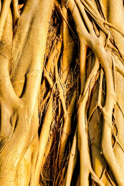 Tiro Vertical Raízes Uma Árvore — Fotografia de Stock