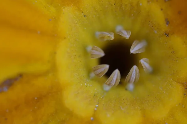 Ένα Κοντινό Πλάνο Ενός Κίτρινου Λουλουδιού Στήμονες — Φωτογραφία Αρχείου