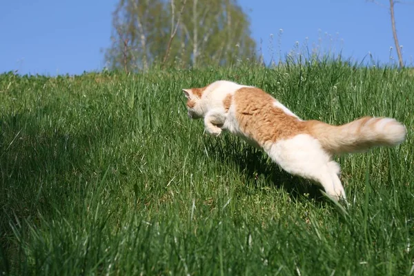 Рыжая Кошка Прыгает Поле Покрытое Зеленью Солнечным Светом — стоковое фото