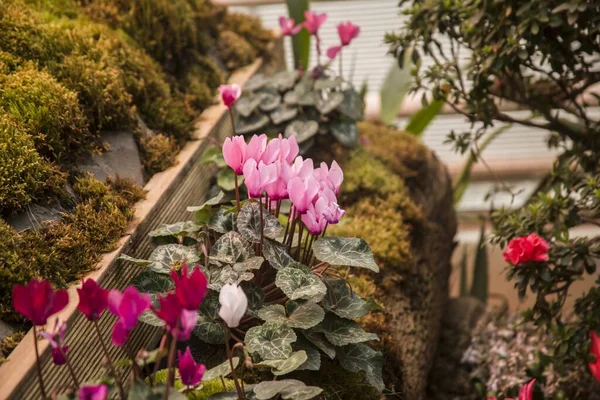 Belo Jardim Com Flores Coloridas Fundo Embaçado — Fotografia de Stock