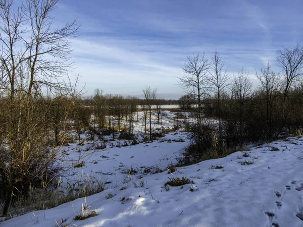 Зимовий Пейзаж Голою Деревиною Травою Снігом Вкритий Землею Орлеані Онтаріо — стокове фото