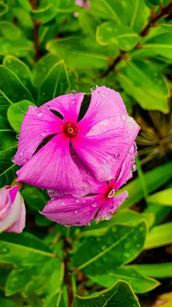 Tiro Close Vertical Uma Bela Flor Rosa Com Gotas Água — Fotografia de Stock