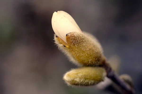 Bulanık Arkaplanı Olan Eşsiz Bir Çiçeğin Yakın Çekimi — Stok fotoğraf