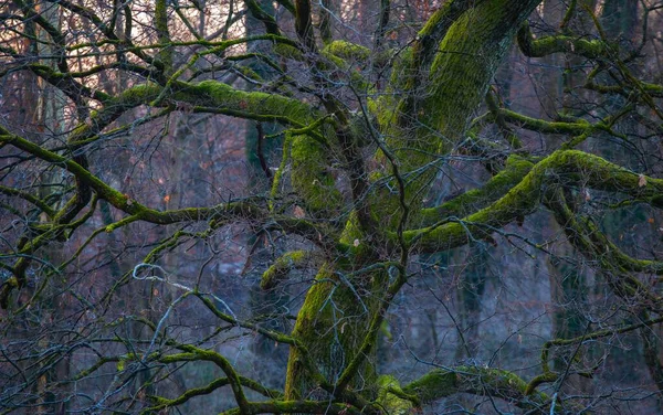 Krásný Záběr Starého Dubu Pokrytého Zeleným Mechem Maksimirském Lesoparku Záhřebu — Stock fotografie