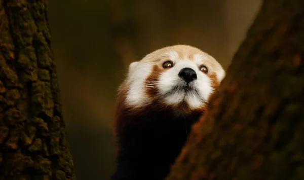 Egy Szelektív Fókuszfelvétel Egy Vörös Pandáról Amint Fára Mászik — Stock Fotó
