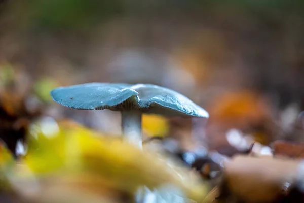 Close Tiro Foco Seletivo Cogumelo Azul Selvagem Crescendo Uma Floresta — Fotografia de Stock