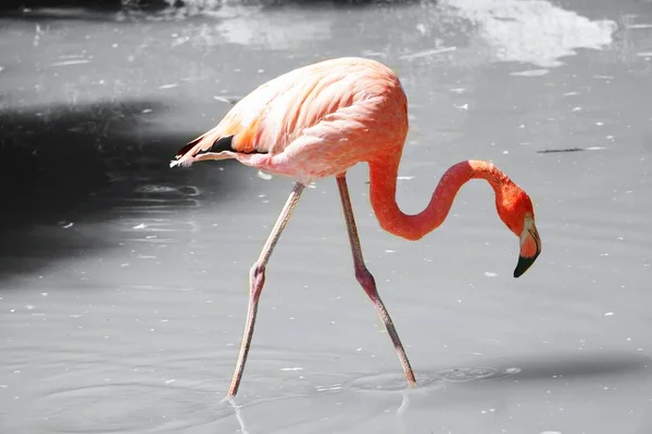 Egy Flamingó Aki Ételt Keres Vízen — Stock Fotó