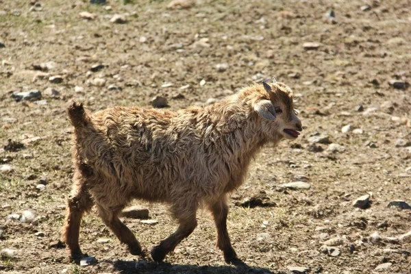 Una Pequeña Llama Linda Corriendo Granja Durante Día — Foto de Stock