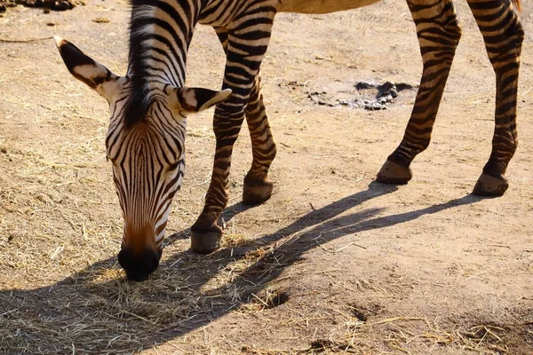 Zebra Pasąca Się Trawie Ciągu Dnia — Zdjęcie stockowe