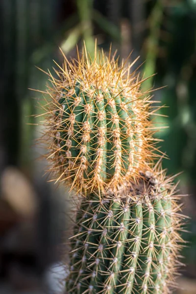 Vertikal Bild Kaktus Med Suddig Bakgrund Bra För Bakgrund — Stockfoto