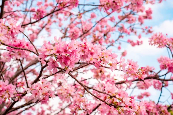 Bellissimo Albero Ciliegio Piena Fioritura Contro Cielo Nuvoloso Blu — Foto Stock