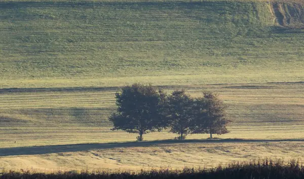 Egy Gyönyörű Kép Fákról Mezőn — Stock Fotó