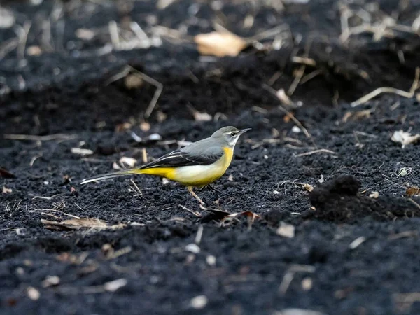 Hermoso Tiro Del Pájaro Wagtail Gris Suelo Campo Japón — Foto de Stock