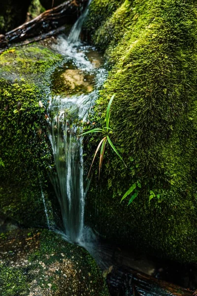 Tiro Vertical Uma Cachoeira Descendo Pela Floresta Coberta Árvores Grama — Fotografia de Stock