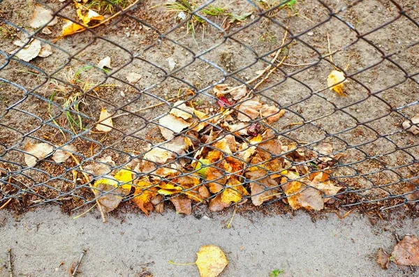 Een Hoge Hoek Close Shot Van Gele Herfst Bladeren Achter — Stockfoto