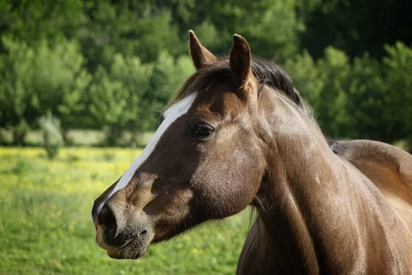 A closeup shot of a brown American Quarter horse in a midwest pasture