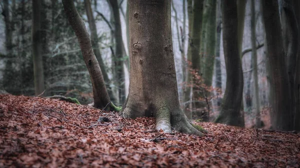 Ett Läskigt Landskap Skog Med Massa Träd Suddig Bakgrund — Stockfoto